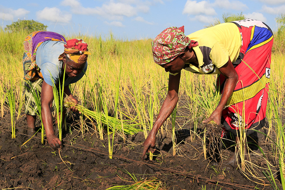 BeiraNhamatandaClube de PhazandimbaleProdução de arroz.Transplante de arroz.Control das ervas daninhas